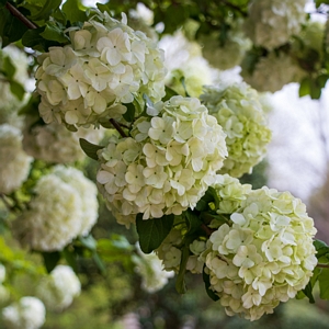 Viburnum Snow Ball